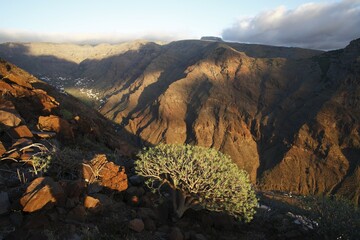 Euphorbia, Valle Gran Rey, La Gomera, Canary Islands, Spain, Europe