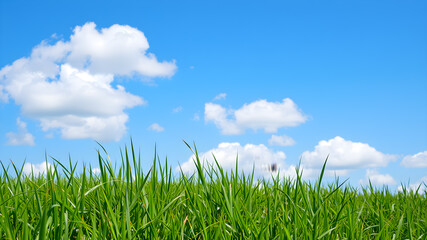 Green grass and blue sky with white clouds