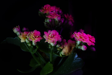 bouquet of flowers