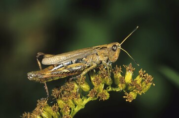 Rufous Grasshopper (Gomphocerus rufus), female