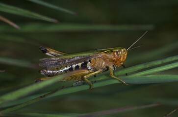Male Common Green Grasshopper (Omocestus viridulus)