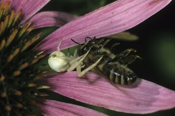 Goldenrod Crab Spider (Misumena vatia), with honey bee prey