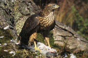 Goshawk (Accipiter gentilis) with killed pigeon