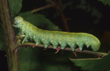 Sawfly Wasp larva (Cimbex lutea)