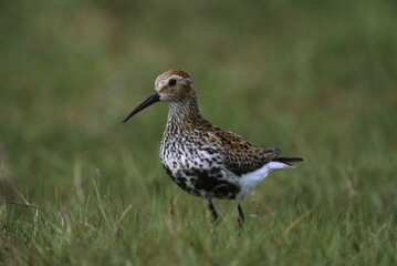 Dunlin (Calidris alpina), wader- or shorebird family of birds