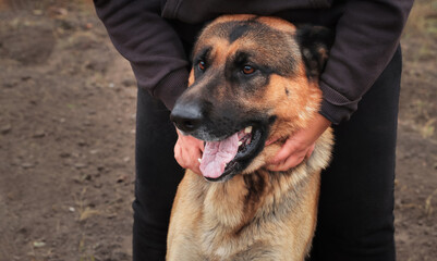 Beautiful black and red male German Shepherd in nature. Training of large breed dogs.