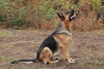 Beautiful black and red male German Shepherd in nature. Training of large breed dogs.