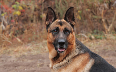 Beautiful black and red male German Shepherd in nature. Training of large breed dogs.