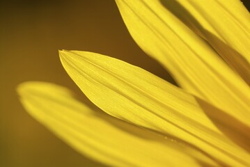 Fototapeta premium Sunflower (Helianthus annuus) detail, Bad Woerishofen, Lower Allgaeu, Bavaria, Germany, Europe