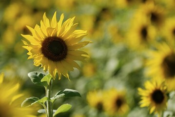 Sunflower (Helianthus annuus) in a field of sunflowers, Bad Woerishofen, Lower Allgaeu, Bavaria, Germany, Europe