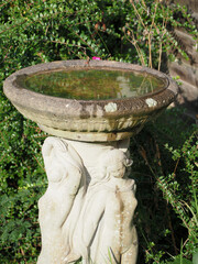 close up of a decoratve stone birdbath filled with water