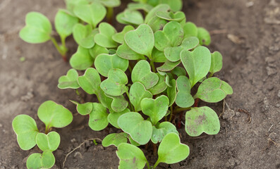 Small radish sprouts in the garden. Growing and harvesting radishes
