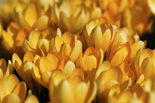 Orange-coloured Crocuses (Crocus), Mindelheim, Lower Allgaeu, Bavaria, Germany, Europe
