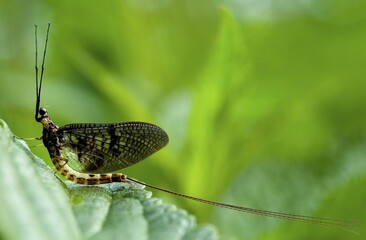 Mayfly or Dayfly (Ephemeroptera) on a leaf, Mindelheim, Bavaria, Germany, Europe