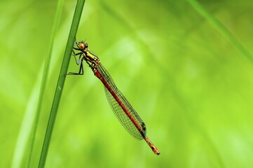 Large Red Damselfly (Pyrrhosoma nymphula) on a blade of grass, Mindelheim, Bavaria, Germany, Europe