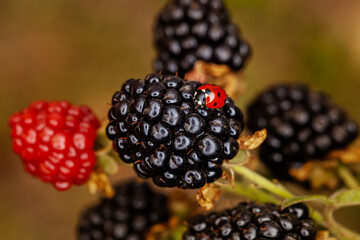 Fruiting blackberries in the garden. Growing and caring for blackberries