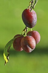 Organic plums, unsprayed