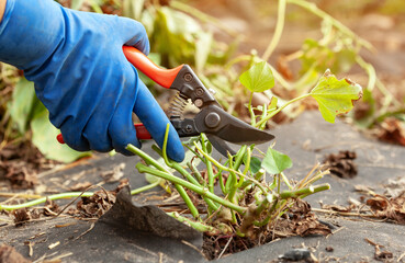 Farmer harvesting sweet potato in the field. Growing sweet potato on a farm.