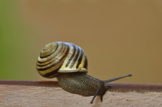 Snail (Helicidae)