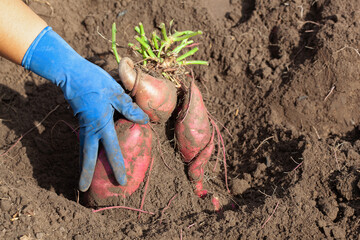 Farmer harvesting sweet potato in the field. Growing sweet potato on a farm.