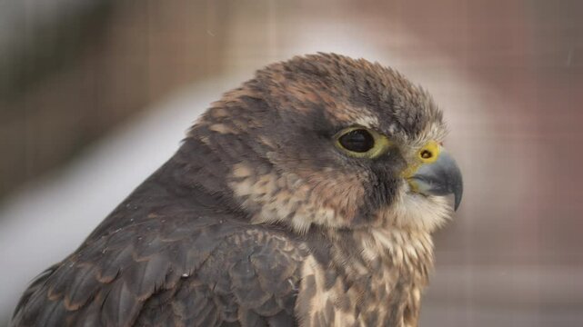 Close-up video of a merlin in a calm natural setting. Subtle motion highlights its distinct features, brown-gray plumage, and piercing gaze. Ideal for wildlife enthusiasts.