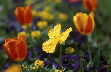 Fototapeta premium Jonquil daffodil narcissus