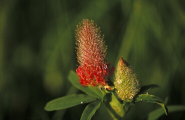 Clover Trifolium