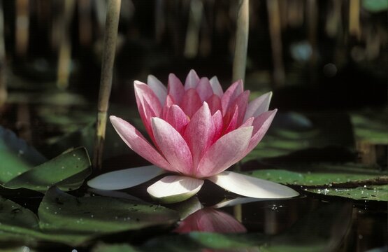 Water-lily Waterlily Nymphaea