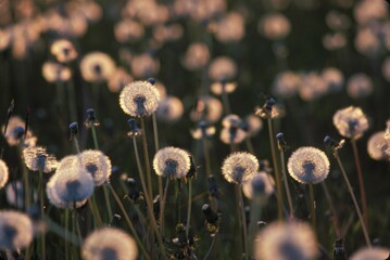 Seedhead clock dandelion - Taraxacum officinale Germany © Siepmann/imageBROKER