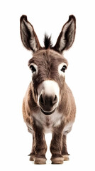 Obraz premium Adorable Donkey Stands Proudly on White Background, a Delightful Studio Portrait of a Gentle Animal