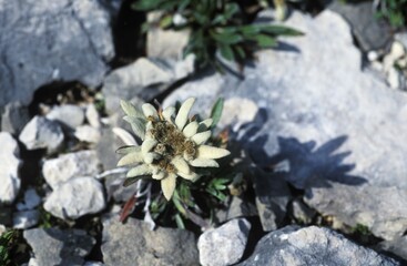 Edelweiss Leontopodium alpinum Alps