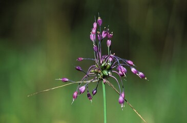 Keeled garlic - ornamental onion Allium carinatum Germany