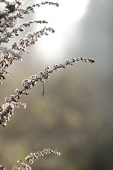 Aerial view of beautiful colorful autumn forest in low clouds at sunrise. Top view of orange and green trees in fog at dawn in fall