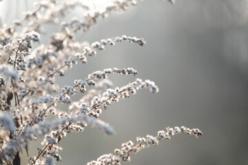 Aerial view of beautiful colorful autumn forest in low clouds at sunrise. Top view of orange and green trees in fog at dawn in fall