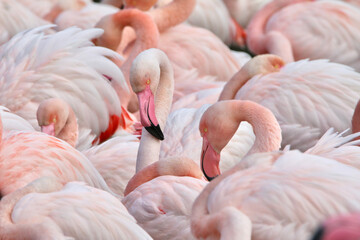 Flamants roses en Camargue