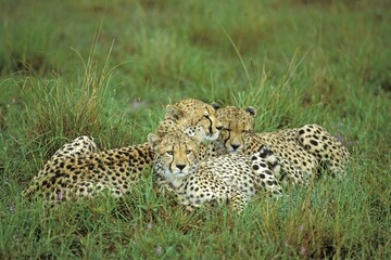 Wet cheetah with two cubs after a rain ( Acinonyx jubatus ) - Masai Mara - Kenya