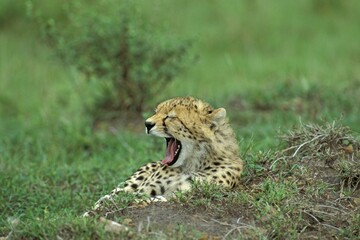 Portrait of a yawning young cheetah ( Acinonyx jubatus ) - Masai Mara - Kenya