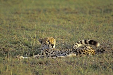 Cheetah ( Acinonyx jubatus ) with waving tail - Masai Mara - Kenya
