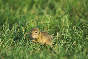 European Souslik (Citellus citellus)