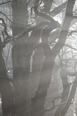 Aerial view of beautiful colorful autumn forest in low clouds at sunrise. Top view of orange and green trees in fog at dawn in fall