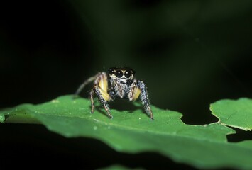 Spider ( Salticidae ) Malaysia