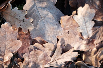 Aerial view of beautiful colorful autumn forest in low clouds at sunrise. Top view of orange and green trees in fog at dawn in fall