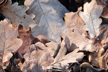Aerial view of beautiful colorful autumn forest in low clouds at sunrise. Top view of orange and green trees in fog at dawn in fall
