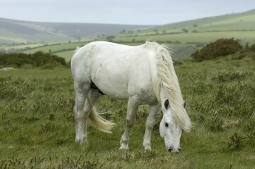 Dartmoor Pony ||white horse Dartmoor National Park Devon England