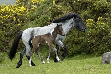 Obraz premium Dartmoor Pony mare with foal Dartmoor National Park Devon England