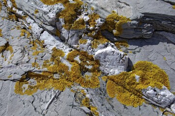 Lichen on slate cliff at the beach Slapton Sands South Devon England