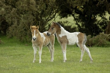 Shetland Pony south west England