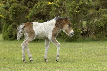 Fototapeta premium Shetland Pony south west England