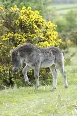 Shetland Pony south west England