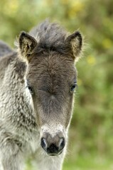 Fototapeta premium Shetland Pony south west England